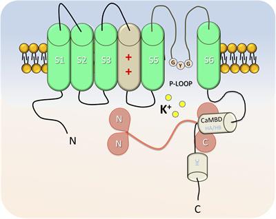 Small and Intermediate Calcium Activated Potassium Channels in the Heart: Role and Strategies in the Treatment of Cardiovascular Diseases